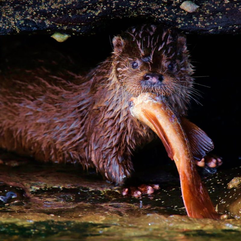 17902692 10211032142472336 2052235142 O